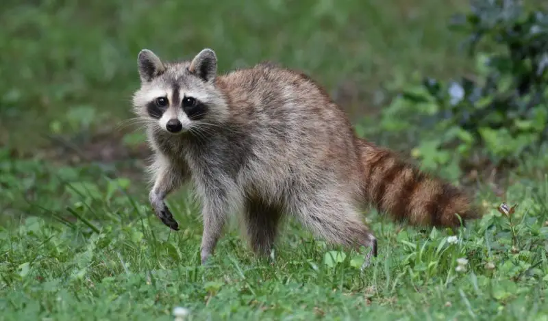Secrets About Raccoons in Maryland