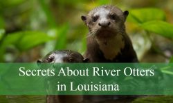 14 Secrets About River Otters in Louisiana That Will Fascinate You.