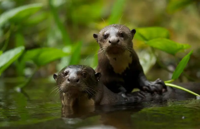 Secrets About River Otters in Louisiana