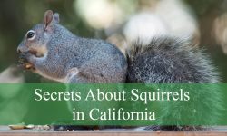 Secrets About Squirrels in California You Didn’t Know