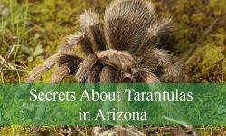 Secrets About Tarantulas in Arizona That Will Surprise You