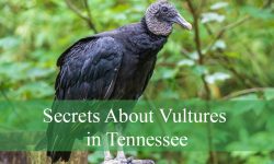 Secrets About Vultures in Tennessee That Will Surprise You