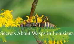 Secrets About Wasps in Louisiana That Will Surprise You