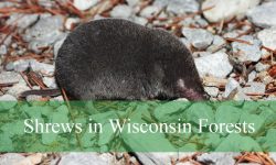 The Truth About Shrews in Wisconsin Forests