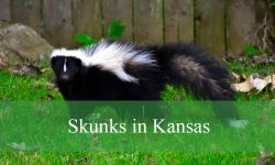 The Real Reason Why Skunks in Kansas Spray So Often