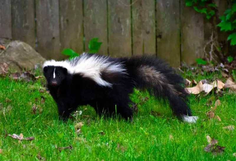 Skunks in Kansas