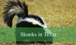 The Truth About Skunks in Texas That Will Shock You