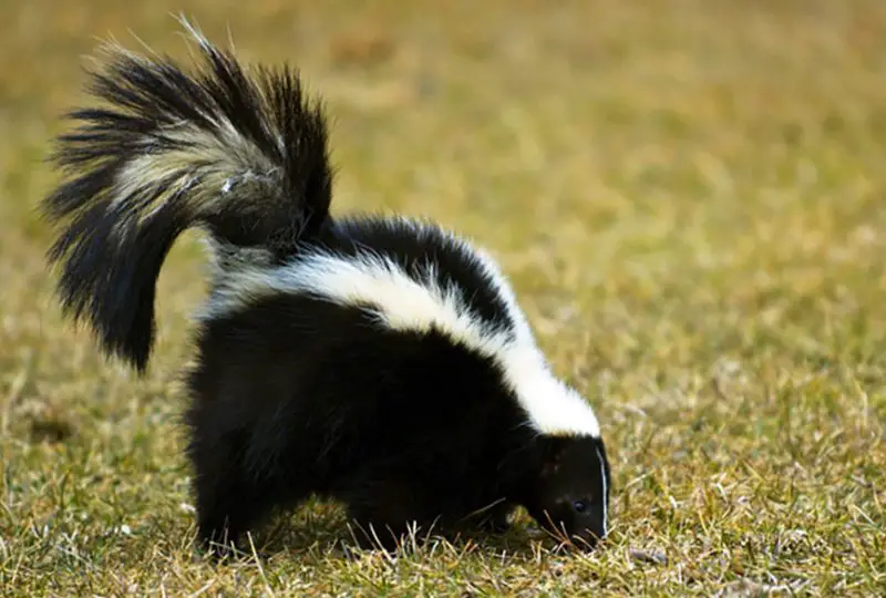 Skunks in Texas