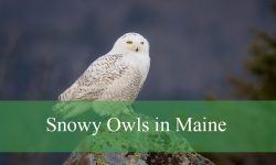 The Secret Winter Behaviors of Snowy Owls in Maine