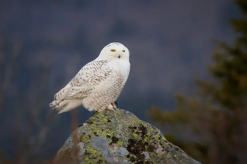 Snowy Owls in Maine