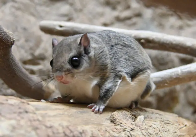 Flying Squirrels in Georgia