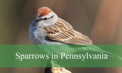 Hidden Facts About Sparrows in Pennsylvania Neighborhoods