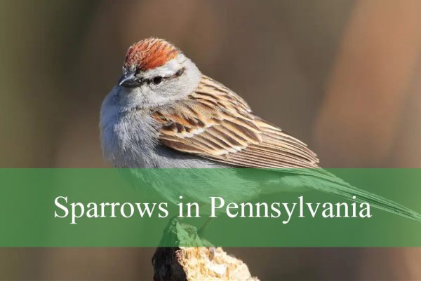 Sparrows in Pennsylvania Neighborhoods
