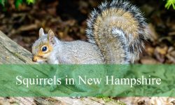 8 Squirrels in New Hampshire (With Pictures and Identification)