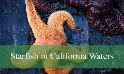 What You Didn’t Know About Starfish in California Waters