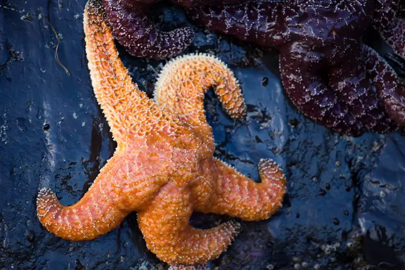 Starfish in California Waters