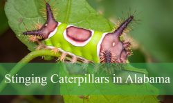 How Do Stinging Caterpillars in Alabama Inject Venom?