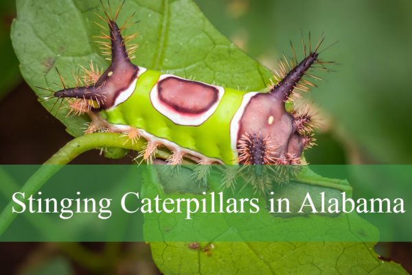 Stinging Caterpillars in Alabama