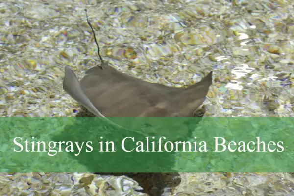 Stingrays in California Beaches