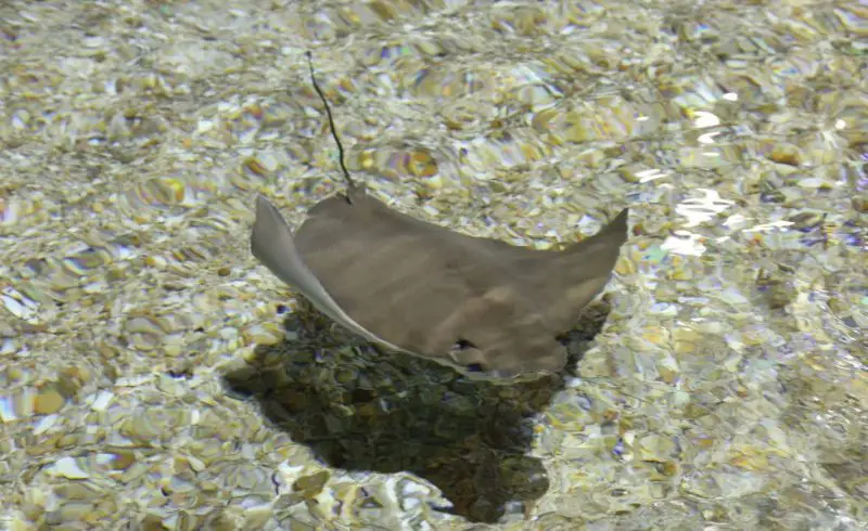 Stingrays in California Beaches
