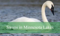 Secrets About Swans in Minnesota Lakes That Will Surprise You