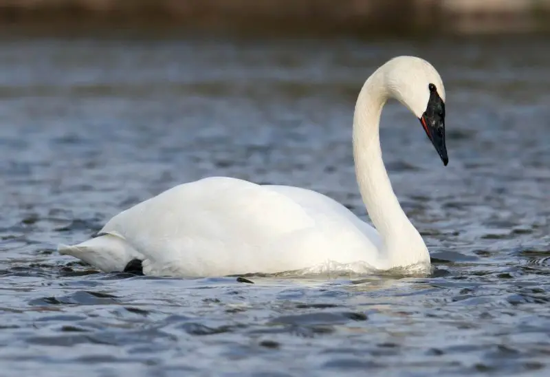 Swans in Minnesota Lakes