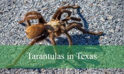 11 Things You Should Know About Tarantulas in Texas