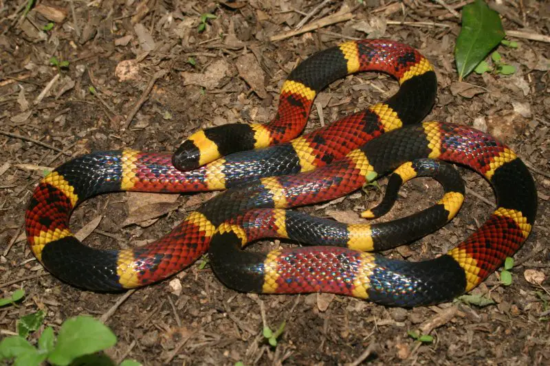 Texas coral snake (Micrurus tener tener)