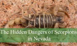 The Hidden Dangers of Scorpions in Nevada You Didn’t Expect