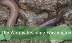 Mysterious Worms Appearing in Washington Forests