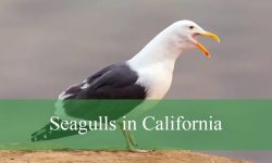 The Truth About Seagulls in California Beaches You Didn’t Know