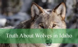 The Truth About Wolves in Idaho That Will Shock You