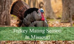 What No One Tells You About Turkey Mating Season in Missouri