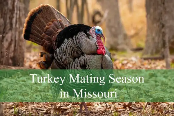 Turkey Mating Season in Missouri