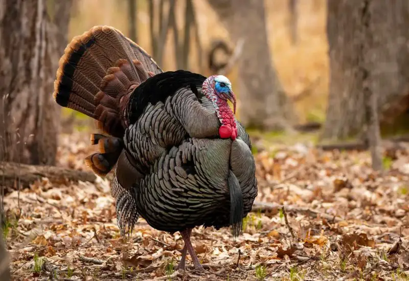 Turkey Mating Season in Missouri