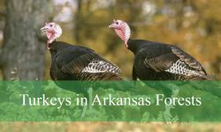 Hidden Facts About Turkeys in Arkansas Forests