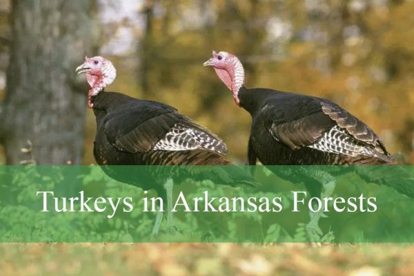 Turkeys in Arkansas Forests