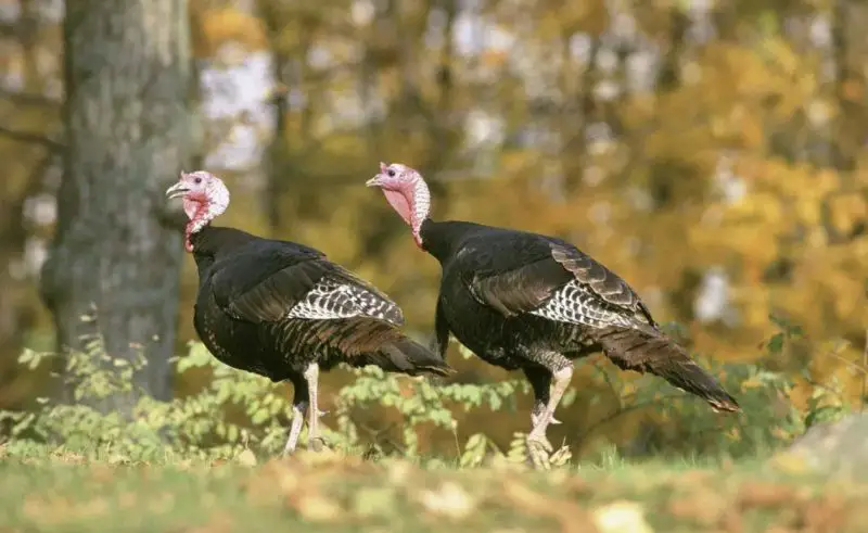 Turkeys in Arkansas Forests