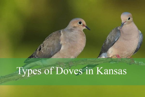 Types of Doves in Kansas
