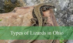 6 Types of Lizards in Ohio (With Pictures and Identification)