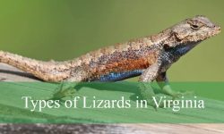 12 Types of Lizards in Virginia (With Pictures and Identification)