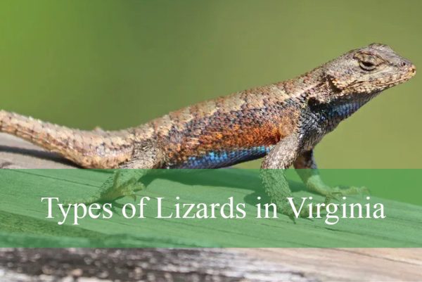 Types of Lizards in Virginia