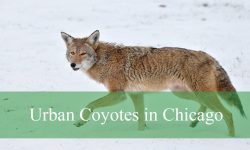 Secrets About Urban Coyotes in Chicago That Might Shock You