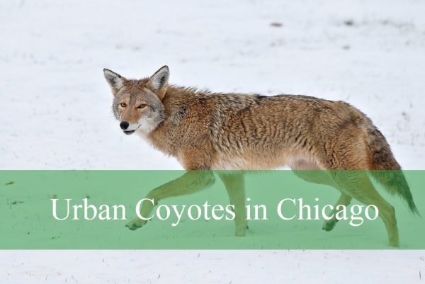 Urban Coyotes in Chicago