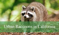 Secrets About Urban Raccoons in California You Didn’t Know