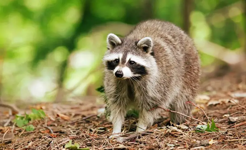 Urban Raccoons in California