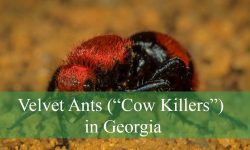 Hidden Facts About Velvet Ants (“Cow Killers”) in Georgia