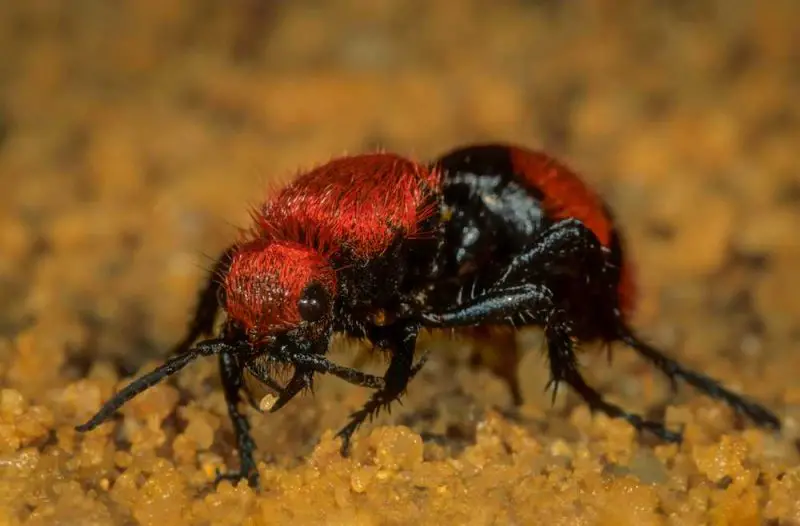 Velvet Ants (“Cow Killers”) in Georgia