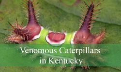 Hidden Facts About Venomous Caterpillars in Kentucky