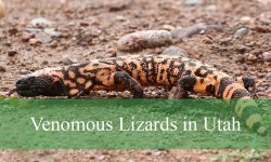 The Truth About Venomous Lizards in Utah That Will Shock You